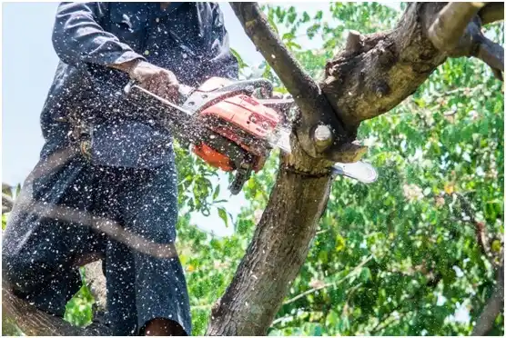 tree services Spotsylvania Courthouse